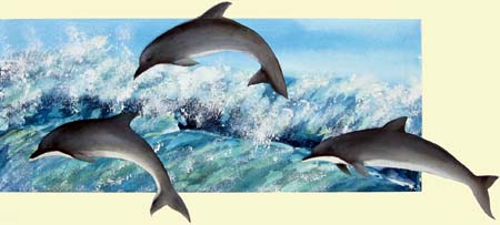 Dolphins